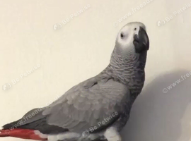 African grey