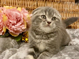 CHAMPION LINE SCOTTISH/BSH BLUE MARBLE GIRL