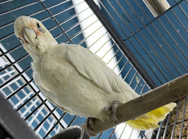 Australia cockatoo Glasgow