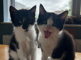 2 month year old kittens need their home