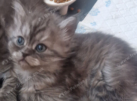 Chinchilla / ragdoll