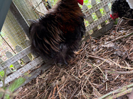 Silkie bantam polish and pekin chicken fertile eggs x