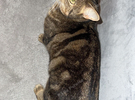 Roxy - Shorthair Brown Tabby