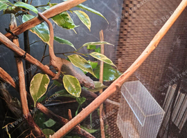 Female panther chameleon