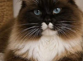 Beautiful Ragdoll Kittens READY NOW!