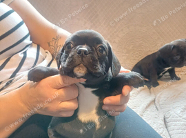 Frenchie/pug x