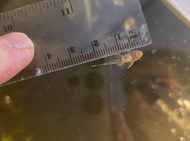 Baby bristlenose, plecos