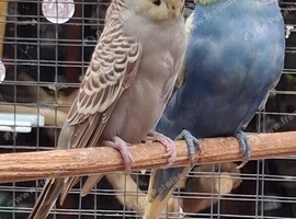 Breeding Pair of budgies