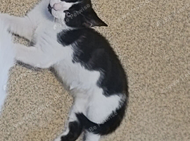I have 2 blk/white kittens to be re homed