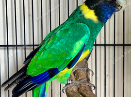 Port Lincoln Cock bird