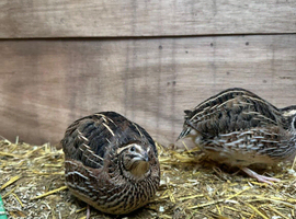 coturnix quails