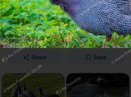 3 adult guinea fowl