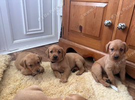 Beautiful litter of fox red Labrador puppies