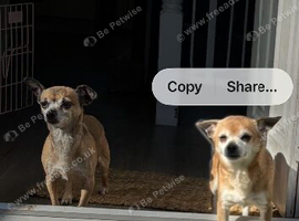 2 x Jackawawa&rsquo;s for rehome