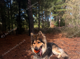 Long-Haired Black&Sable German Shepard for Stud