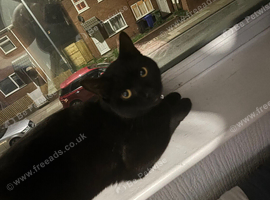 Rehoming one year old cat
