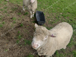 Poll Dorset Ram For Sale