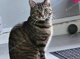 2-Year-Old Tabby Cat Looking for a Quiet, Loving Home