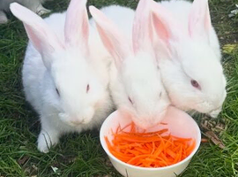 Fully Tamed Albino Continental Giant Rabbits Available