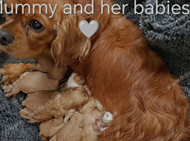 DNA TESTED CAVALIER KING CHARLES