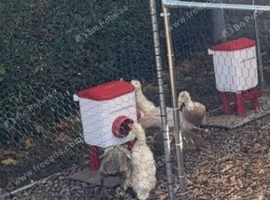 Indian Runner ducks