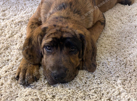 Cane corso/ Tibetan mastiff
