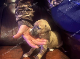 Slukie bullgryhound