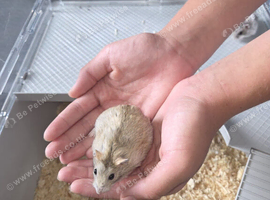 Tamed hamsters
