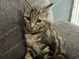 2 bengal cross kittens