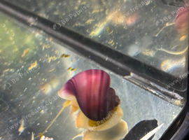Mystery snails - various colours