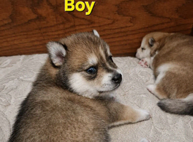 Beautiful Pomsky Puppies 3 Girls & 1 Boy Available