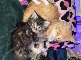 Mixed breed tabbies