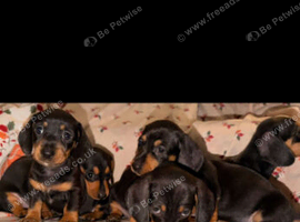 9 puppies dachshund