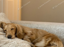 Cream long haired miniature dachshund male