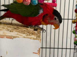 Black capped lorikeet