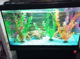 Fish tank and stand full set up