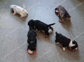 2 Beautiful Frenchie Poo Puppies Girls