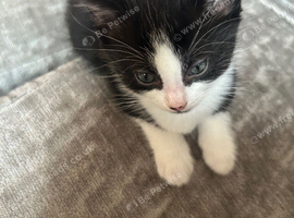 7 week old male kittens