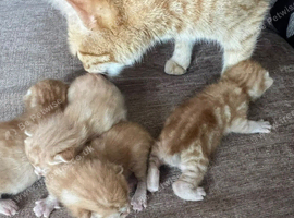 Beautiful adorable  full ginger kittens x 4