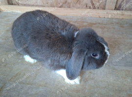 Blue mini lop