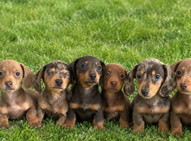 Puppy's for sale collect now