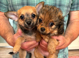 Beautiful F1 Chipoo girls looking for their forever families.