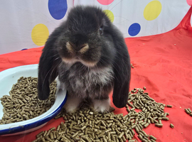 Pedigree giant french lop