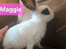 Maggie baby
