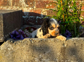Stunning cockapoo puppies