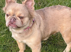 Fluffy French bulldog