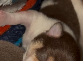 Lilac parti & choc tan parti Chihuahuas