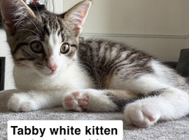 Tabby white kitten needing a new home