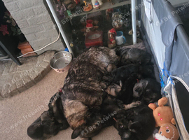 Female german shepherd puppy