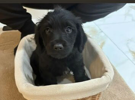 Labrador puppies